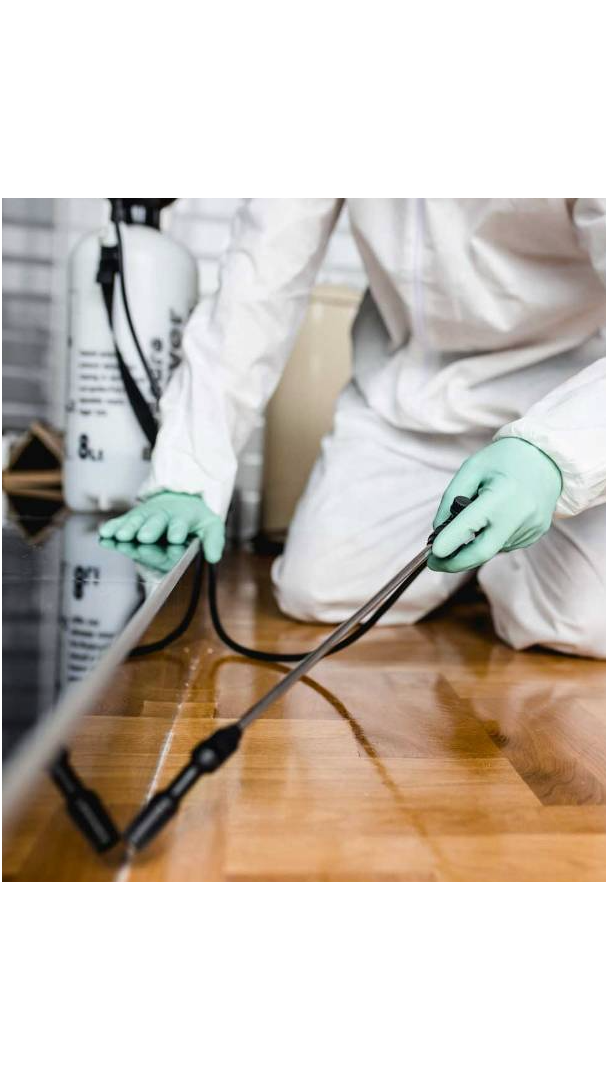 South Florida Termite Control Treatments With Same Day Service Announced